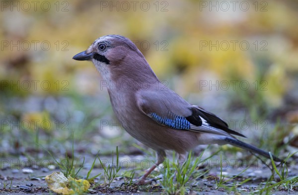 Eurasian Jay (Garrulus glandarius) perched on the ground, Bavaria, Germany