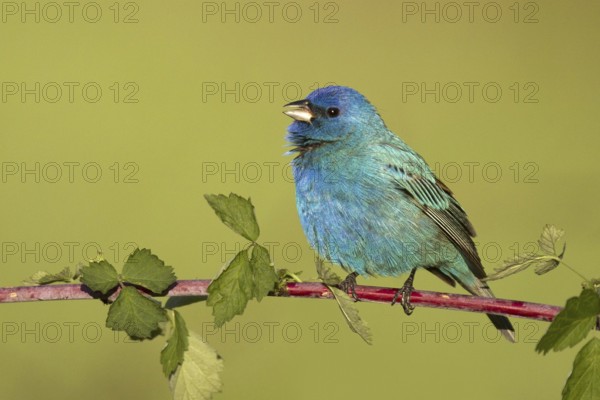 Indigo Bunting (Passerina cyanea) male, Ohio, USA