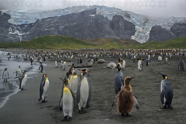 Animals, Mammals, Penguin, Penguins, King Penguins, Gold Harbour, South Georgia, Antarcis