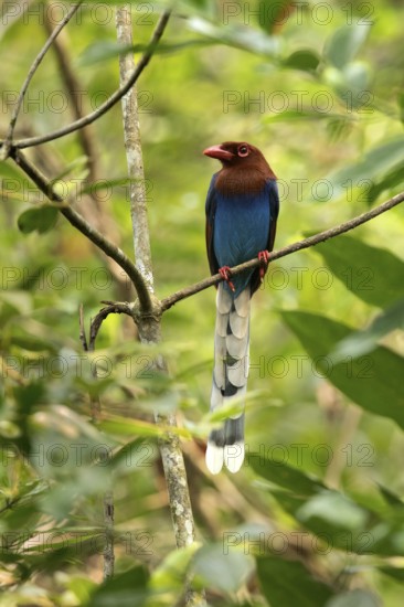 Sri Lanka Blue Magpie (Urocissa ornata) perched on a branch, Sinharaja National Park, Sri Lanka