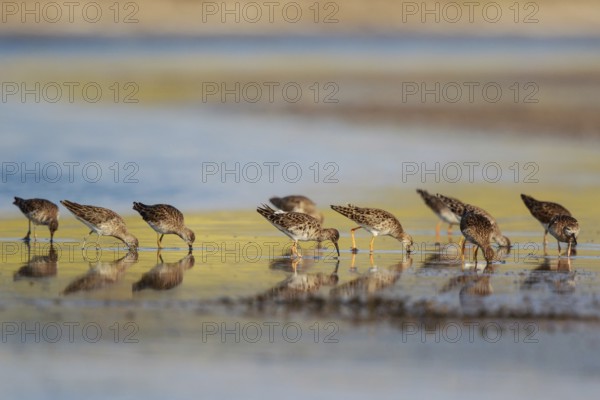 Ruff (Calidris pugnax) group foraging, Lesvos, Greece