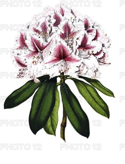Rhododendrum Hybride Prince Camille de Rohan, plant genus within the heather family, plant and flower, digitally reworked reproduction of an original from the 19th century