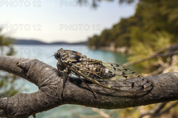 Mannazikade, (Cicada orni), cicada sitting on a branch above the big lake in Mljet National Park, insects, animals, flying insects, cicadas, Croatia