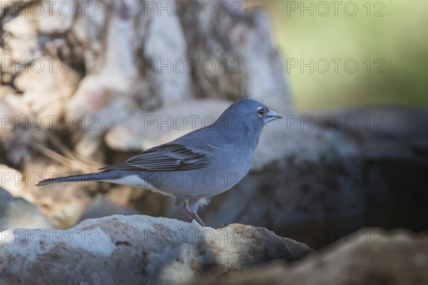 Blue Chaffinch (Fringilla teydea) male, Tenerife, Spain