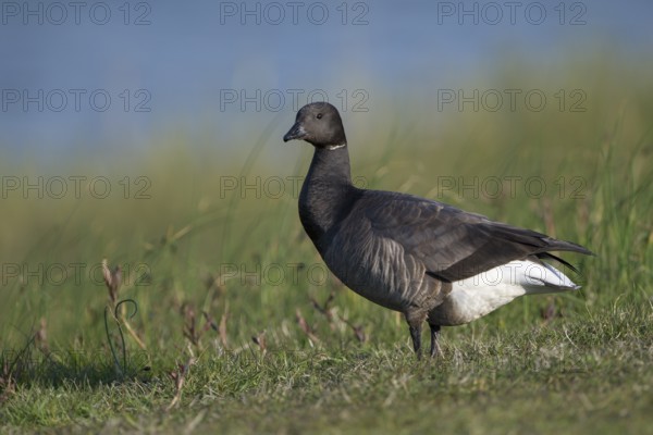 Ringelgans (Branta bernicla bernicla), Brent Goose, Altvogel, April, Insel Texel, Nordsee, Nordholland, Niederlande