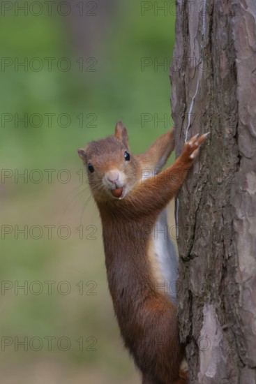 Red squirrel (Sciurus vulgaris) adult animal climbing a tree trunk carrying a nut in its mouth in summer, England, United Kingdom