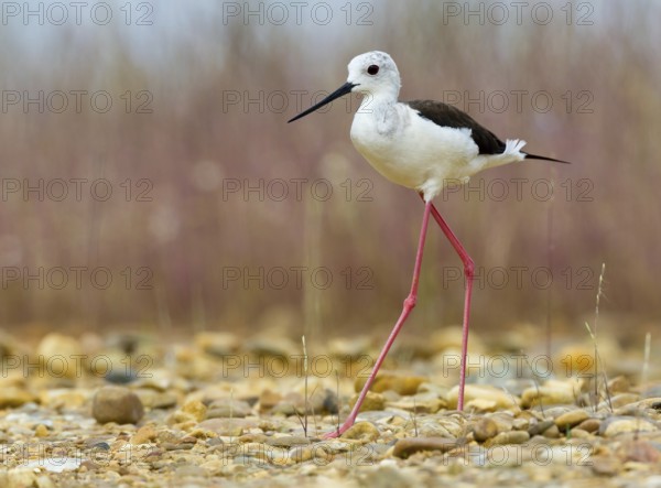 Black-winged Stilt (Himantopus himantopus), Castile, Spain