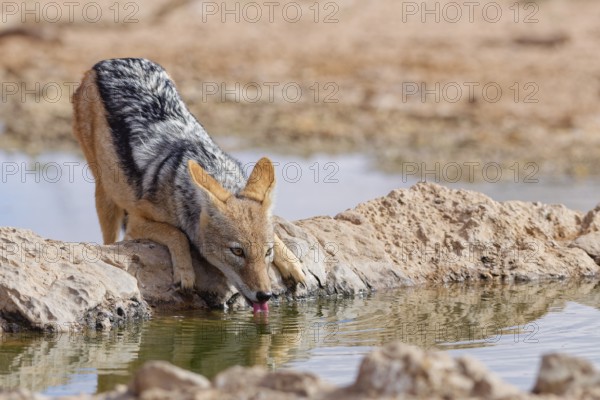 Black-backed jackal (Lupulella mesomelas), adult animal, drinking at a waterhole, facing camera, Kgalagadi Transfrontier Park, Northern Cape, South Africa