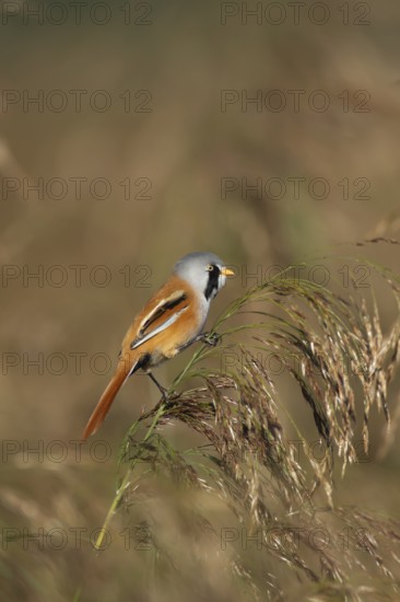 Bearded tit or reedling (Panurus biarmicus) adult male bird on a reed seedhead in a reedbed, England, United Kingdom