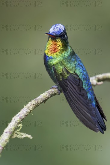 Fiery-throated Hummingbird (Panterpe insignis) perched on a branch in Panama