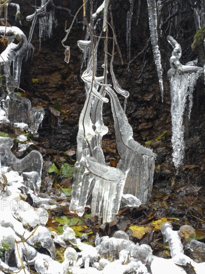 Icicles on tree roots, in snow and ice in November. The Rhön UNESCO Biosphere nature reserve, county Bavaria, Germany