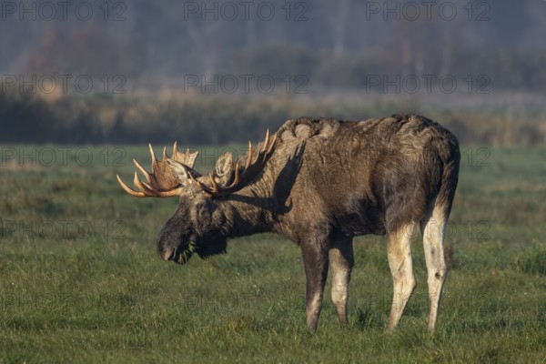A bull moose (Alces alces) looking for food in a meadow, October, Denmark