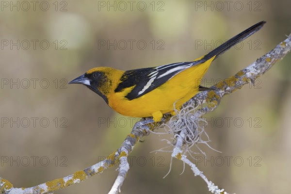 Altamira Oriole (Icterus gularis), Texas, USA