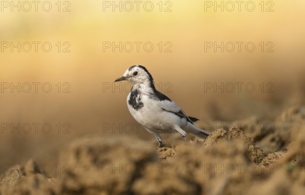 A white wagtail (Motacilla alba) stands on the ground against a blurred background, Sreepur, Gazipur, Bangladesh