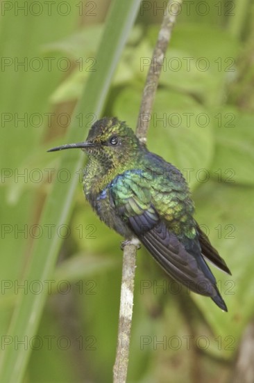 Fork-tailed Woodnymph (Thalurania furcata), Ecuador