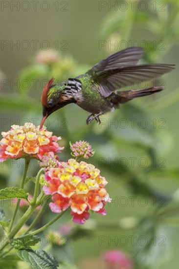 Frilled Coquette (Lophornis magnificus) flying and feeding at a flower in the Atlantic rainforest of southeast Brazil