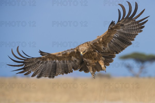 Tawny Eagle (Aquila rapax) landing, Kenya