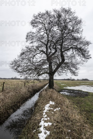 Old alders (Alnus glutinosa) in meadow landscape, Lower Saxony, Germany