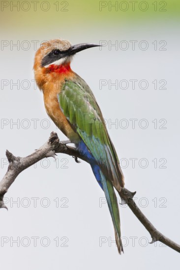 White-fronted Bee-eater (Merops bullockoides), Okavango-Delta, Botswana