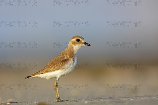 Animals, Birds, Little Ringed Plover, Mongolian Plover, (Charadrius mongolus), Barr Al Hikman, Shannah, Ash Sharqiyah South, Oman