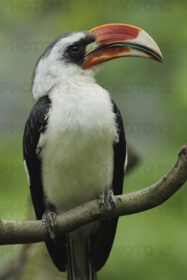 Portrait of decken's hornbill (Tockus deckeni), toko, hornbills, hornbills, hornbills, hornbill, captive