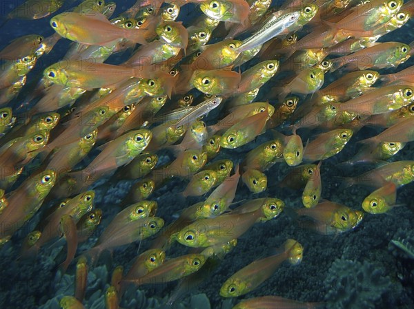 Pigmy sweeper (Parapriacanthus ransonneti)