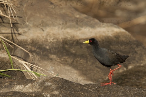 Black Crake (Amaurornis flavirostra), Mpumalanga, South Africa