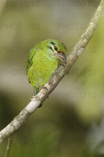 Moustached Barbet (Psilopogon incognitus), Kaeng Krachan, Thailand