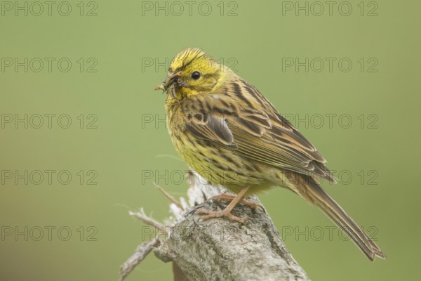 Yellowhammer (Emberiza citrinella) female, Baden-Wuerttemberg, Germany