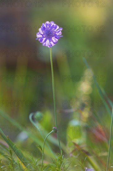 Delicate blossom of a scabiosa in the last evening light