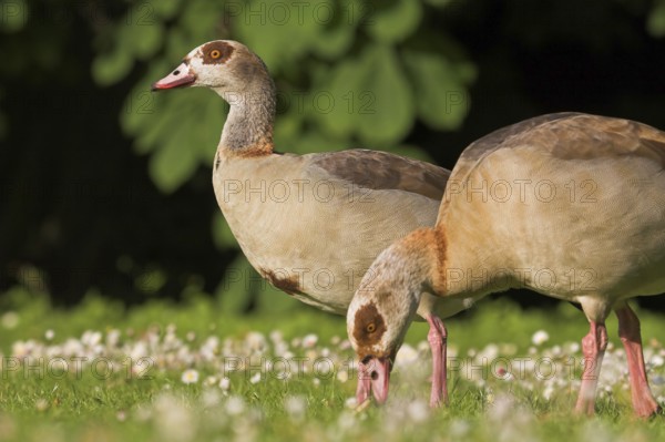 Egyptian Goose (Alopochen aegyptiaca), Baden-Wuerttemberg, Germany