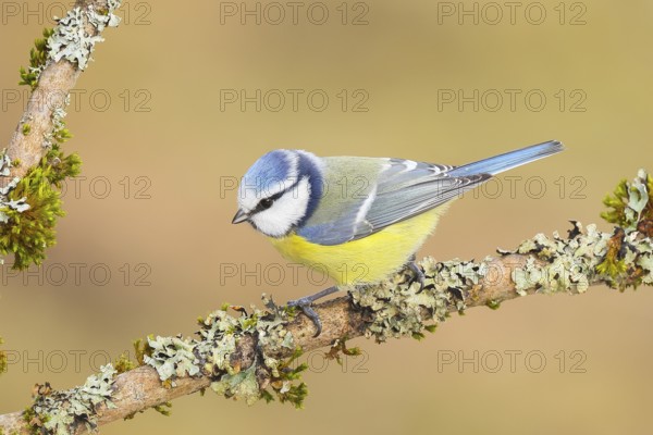 Blue tit (Parus caeruleus), sitting on a branch overgrown with moss and lichen, Wildlife, Animals, Birds, Tits, Siegerland, North Rhine-Westphalia, Germany