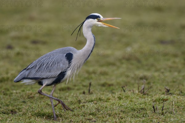Grey Heron (Ardea cinerea) rufend, Netherlands