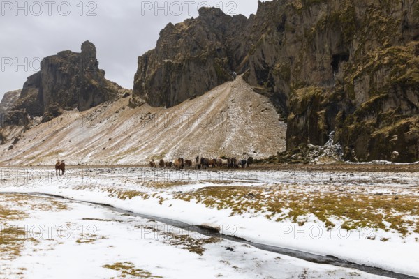 Group of Icelandic horses (Equus ferus caballus) in front of mountain, stream, snow, winter, Iceland, Scandinavia