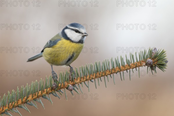 Eurasian Blue Tit (Cyanistes caeruleus), Lower Saxony, Germany