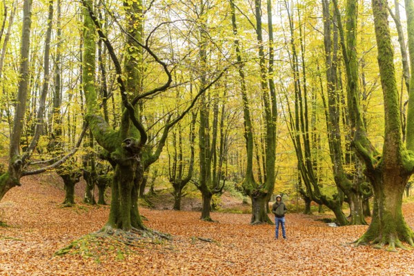 A man hikes through Gorbea Natural Park in the Basque Country, Spain, surrounded by vibrant autumn foliage. The scene captures the essence of outdoor adventure in a serene setting