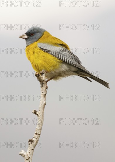Grey-hooded Sierra Finch (Phrygilus gayi) male perched on a branch, Santiago Metropolitan, Chile