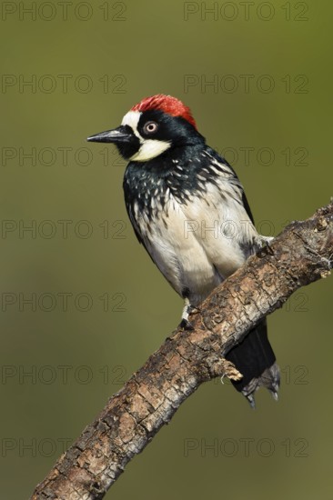 Acorn Woodpecker (Melanerpes formicivorus), Arizona, USA