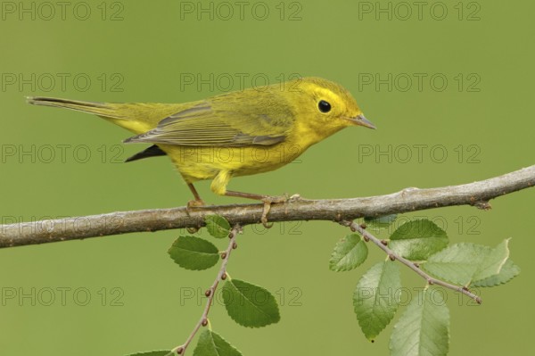 Wilson's Warbler (Cardellina pusilla) female, Texas, USA