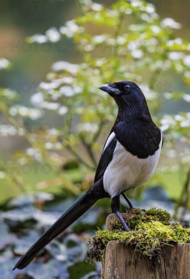 Eurasian Magpie (Pica pica), Bavaria, Germany