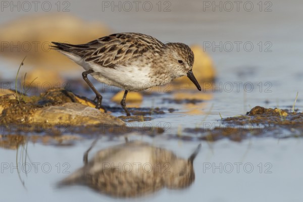 Semipalmated Sandpiper (Calidris pusilla) in a pond in the tundra near Churchill, Manitoba, Canada