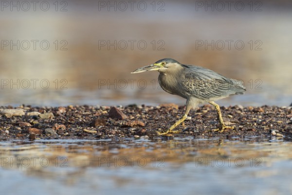 Striated Heron (Butorides striata), Eilat, Israel