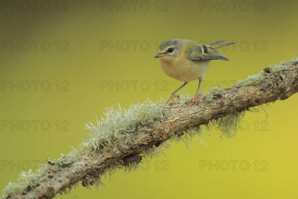 Common Firecrest (Regulus ignicapilla) juvenile perched on lichen branch, Andalusia, Spain