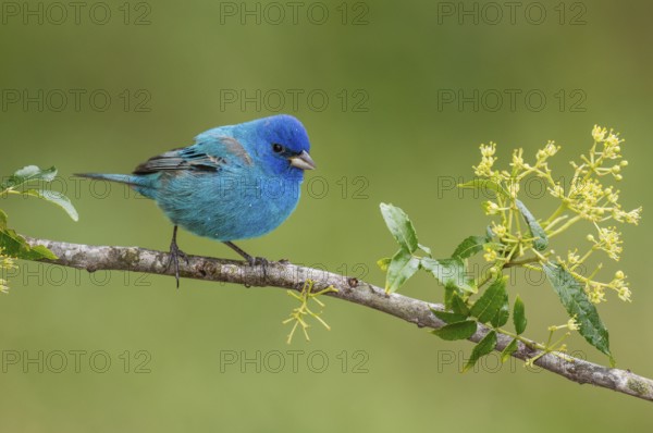 Indigo Bunting (Passerina cyanea) male perched on a branch, Texas, USA