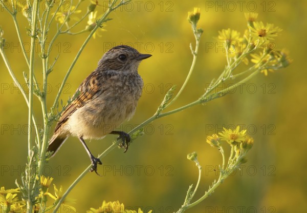Whinchat (Saxicola rubetra) juvenile, Mecklenburg-Western, Pomerania, Germany