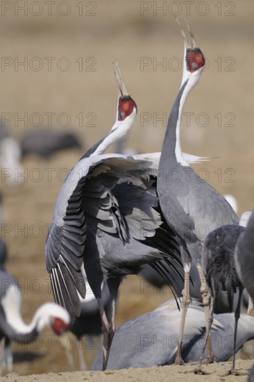 White-naped Crane (Antigone vipio) calling, Arasaki, Japan