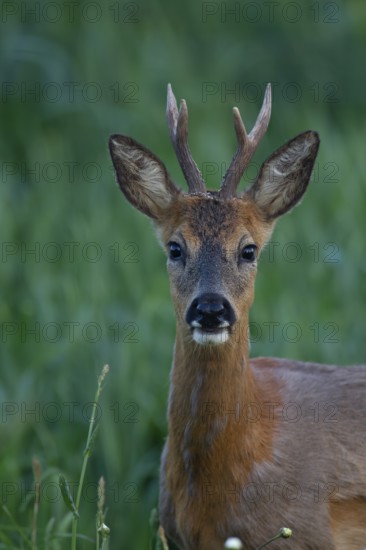 Roe deer (Capreolus capreolus) adult male buck animal head portrait, Suffolk, England, United Kingdom