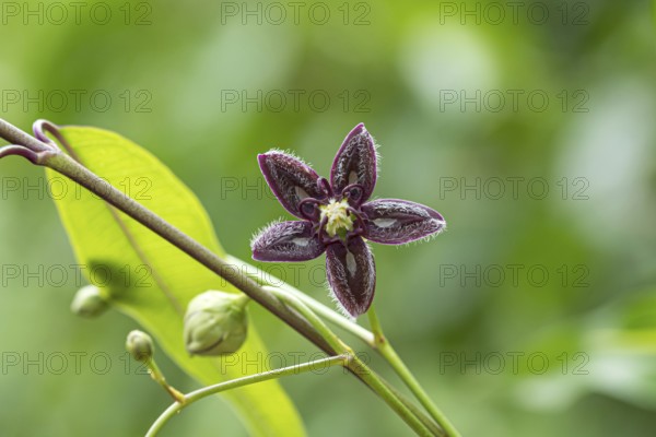 Periploca graeca (Periploca graeca), botanical flower Germany