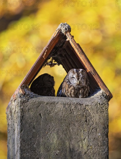 Tawny Owl (Strix aluco) pair resting in a chimney, Baden-Wuerttemberg, Germany
