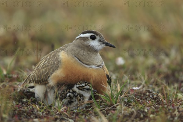 Eurasian Dotterel (Charadrius morinellus) with chicks, Dalarna, Sweden